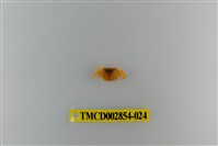 藏品(細足澤蟹)的圖片